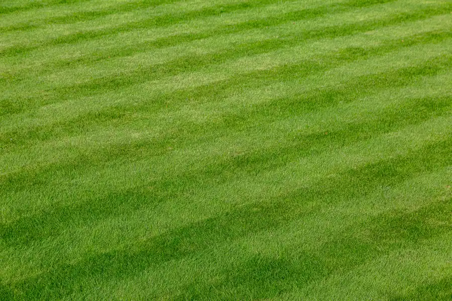Lawn Care Mistakes Every Landscaper Should Avoid Linden, NC Lawn Care Mistakes Every Landscaper Should Avoid Linden, NC
