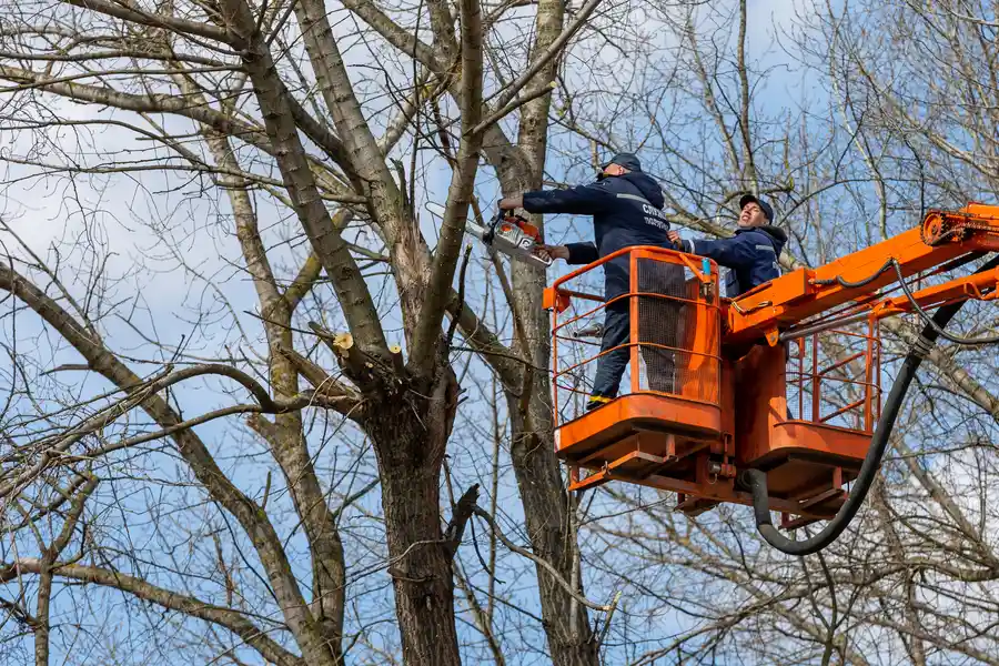 Reliable Tree Removal Linden, NC Reliable Tree Removal Linden, NC