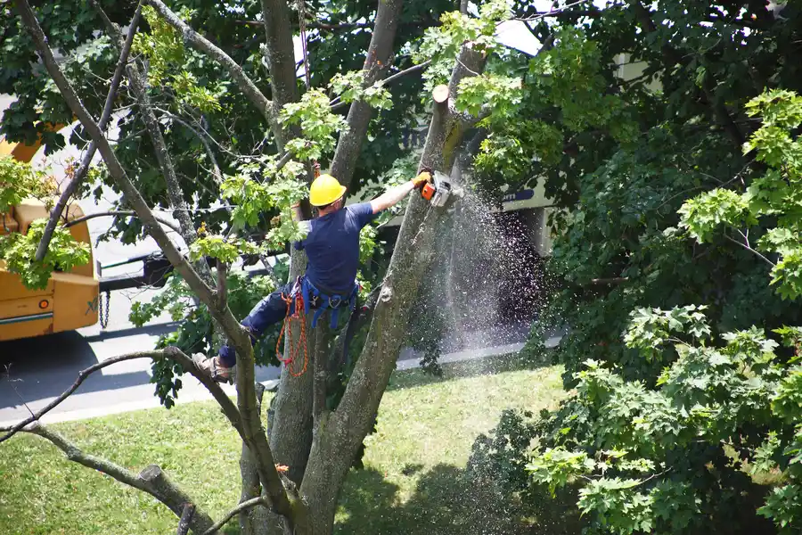 When Tree Removal Is Necessary For Landscape Health in Linden, NC When Tree Removal Is Necessary For Landscape Health in Linden, NC
